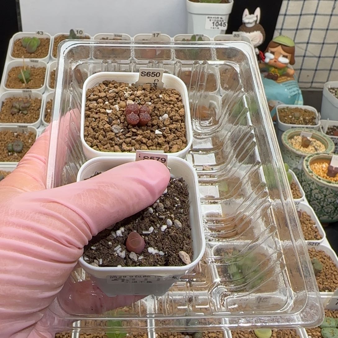 靓***丫肉锥多肉植物组合-1114