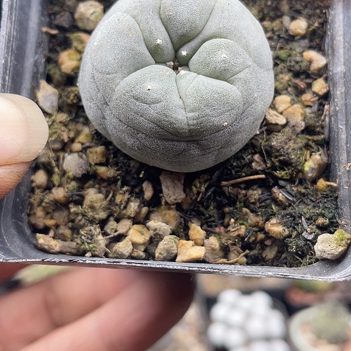 福利一颗肋骨草球