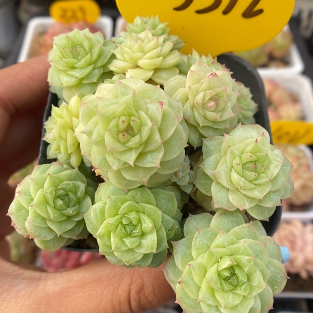 编号麦秆群生5592号