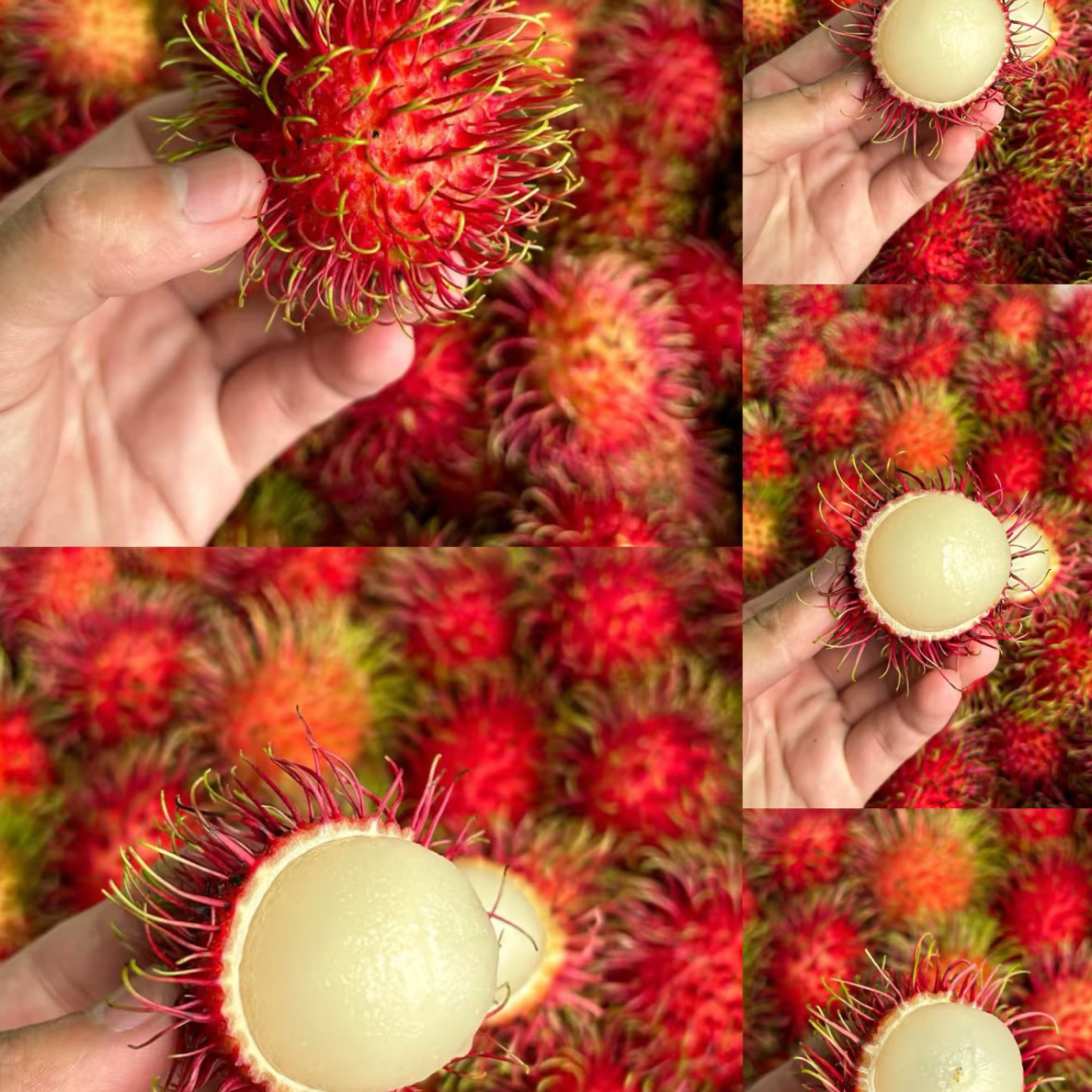 泰国树上熟红毛丹一盒