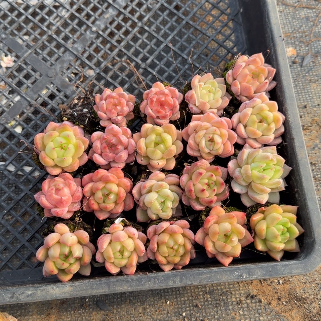 19-12左四厚叶月影杂交东云杂交梦露带颜色二十颗量拍