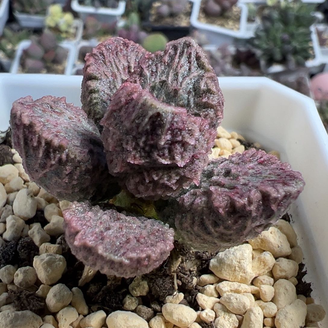 大鱼海棠单头纯木质桩多肉植物
