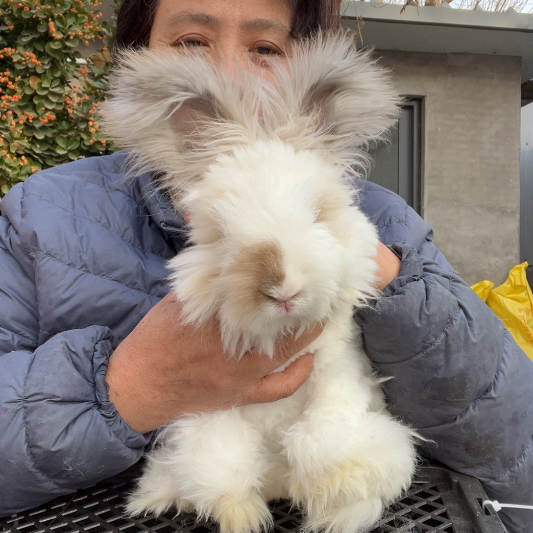宠物兔英系安哥拉兔