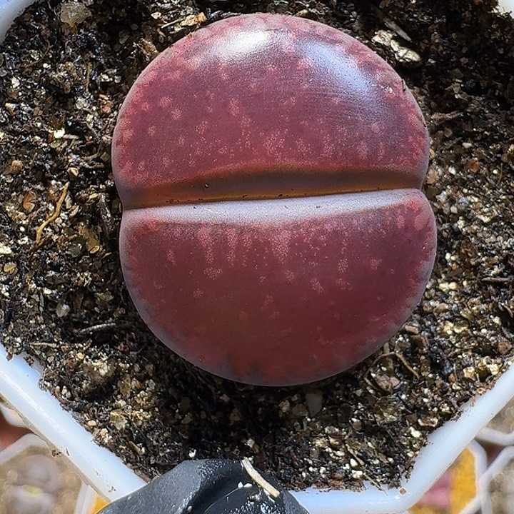 双***楼生石花111111。  119