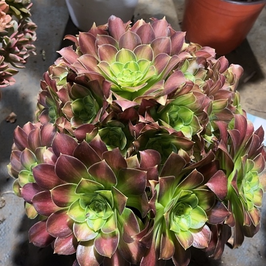 多肉植物韶华133号