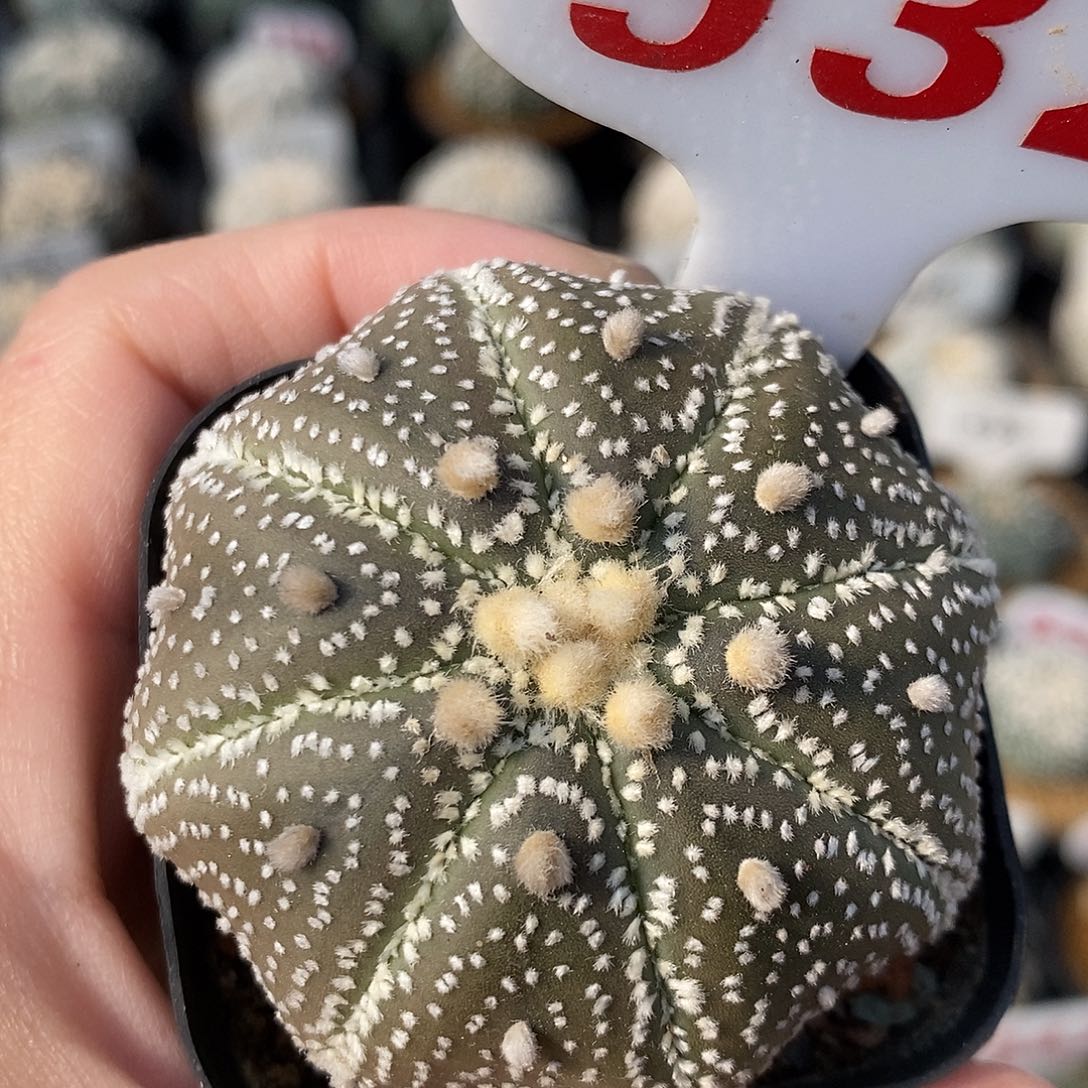 932奇迹海星福利特价秒