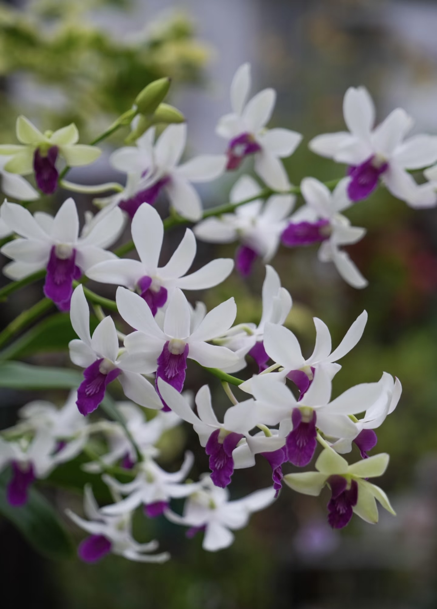 小白脸【秋石斛】白色爆花好养花期长云南鲜花绿植大蜜桃石斛兰