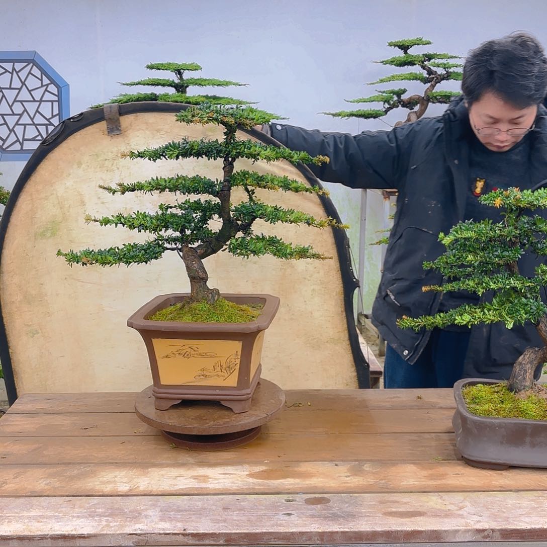 木红芽罗汉松带盆