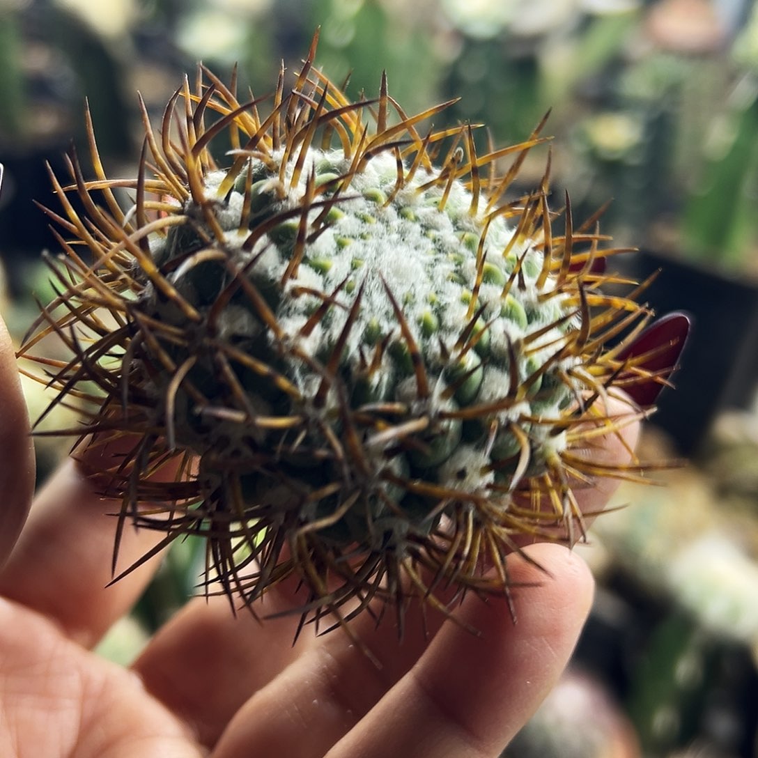 彗星殿仙人球1111111111