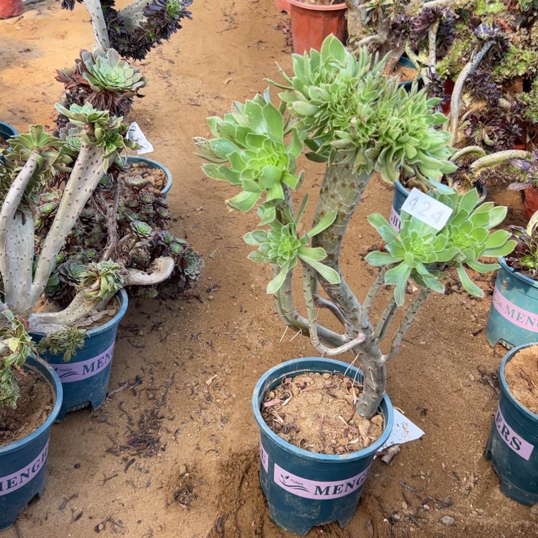 原始绿424高43厘米