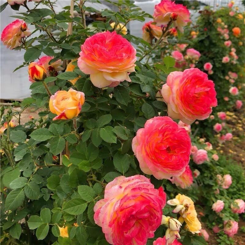 多色七彩虹月季花爬藤蔷薇月季花苗庭院四季开花浓香玫瑰植物盆栽