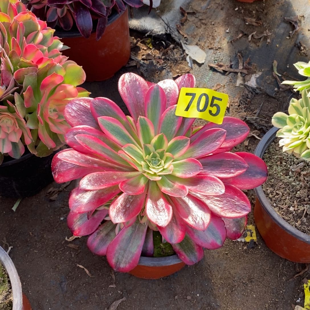 美杜莎多肉法师705嫩庄