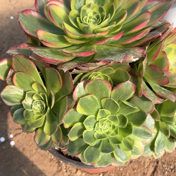 267多肉植物奶白