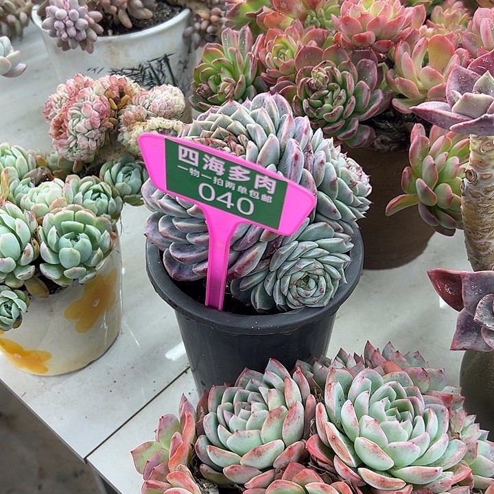 花***夕天鹅荣带盆多肉植物040