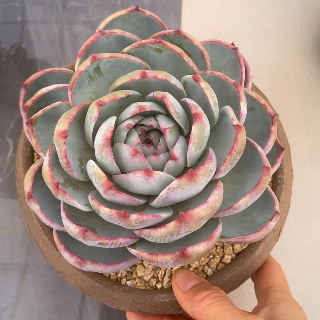 惊鸿单头多肉多肉多肉