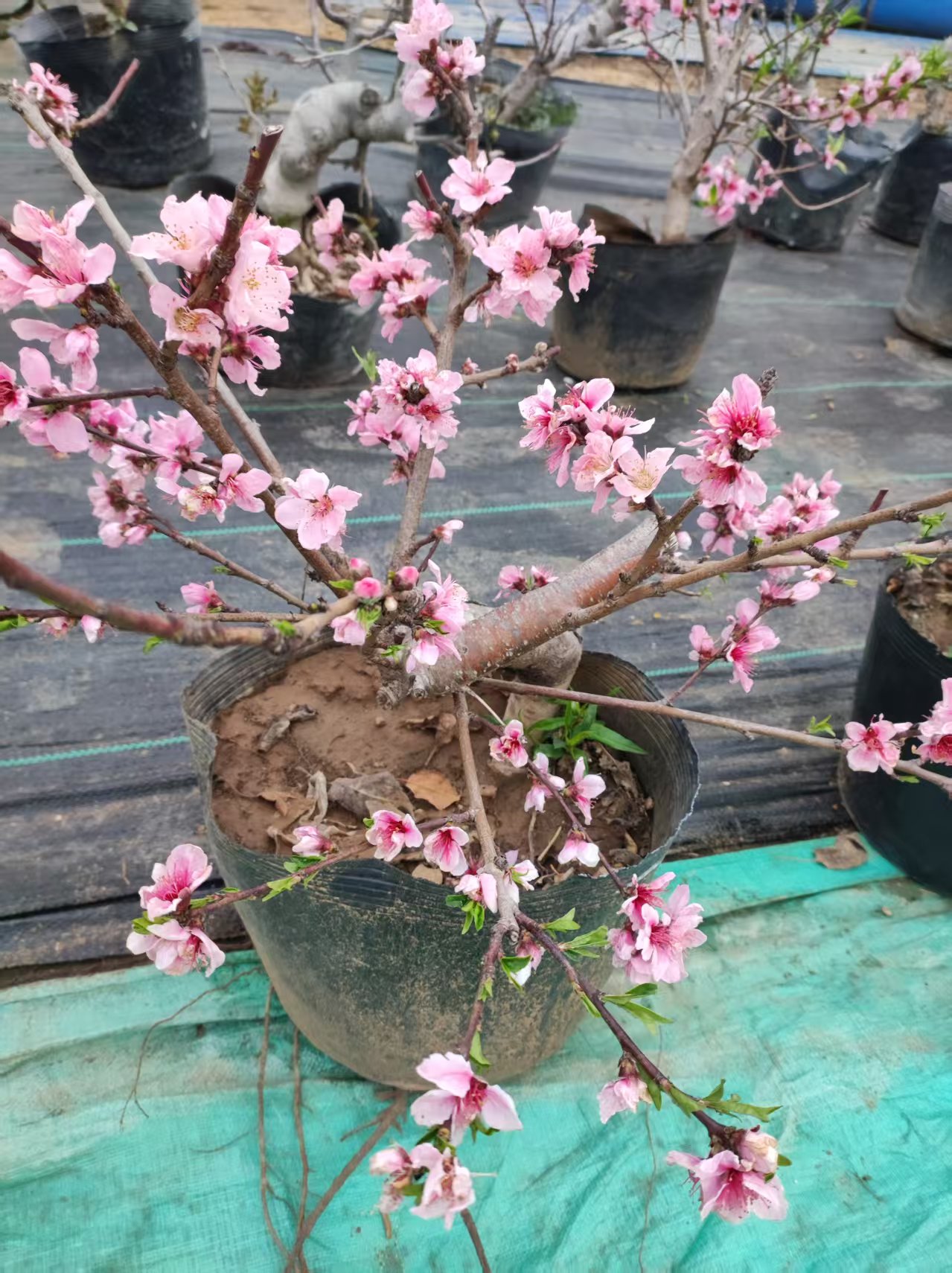 果树盆栽老桩造型四季好养庭院开花植物盆景苗