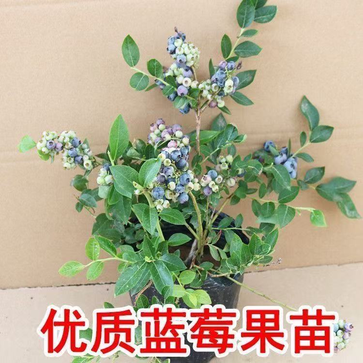蓝莓树苗南北方盆栽地种奥尼尔大果博物蓝莓果树果苗