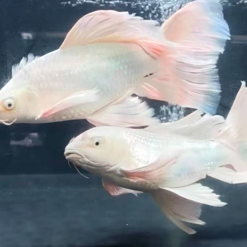 1-100蝴蝶鲤观赏鱼冷水好养耐活  直播间为准