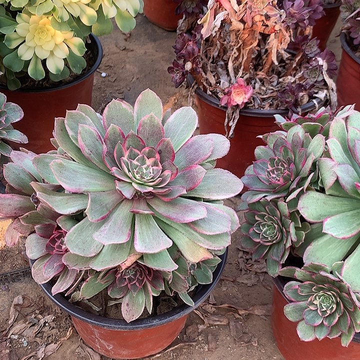 多肉植物粉花妖33