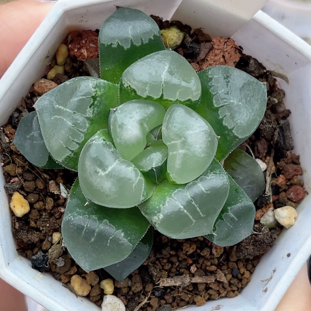 35云窗姬翠寿福利专场