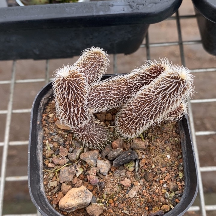 伯克利和格蕾纳等著名音乐