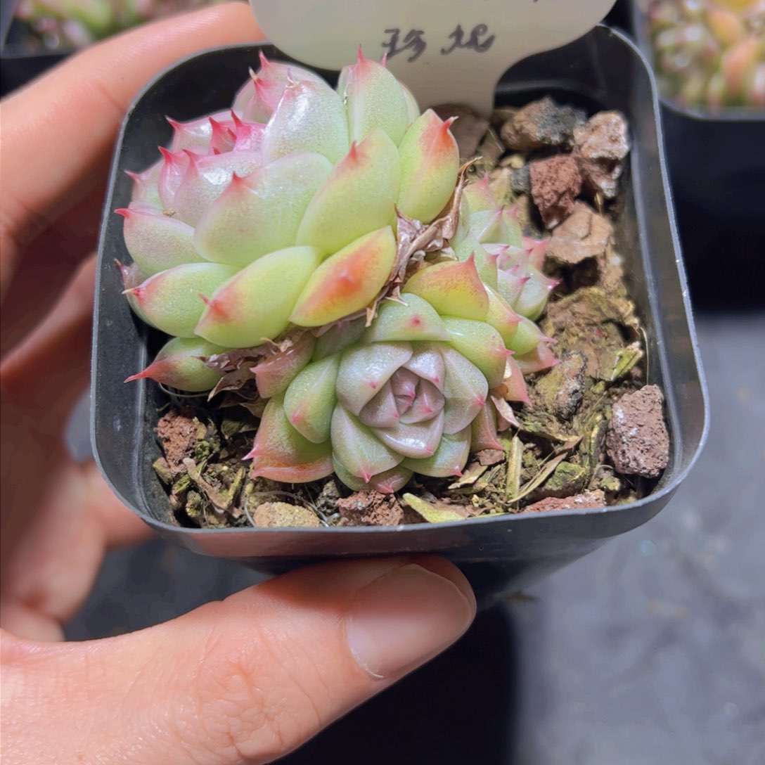 芙*珍妮，多肉植物