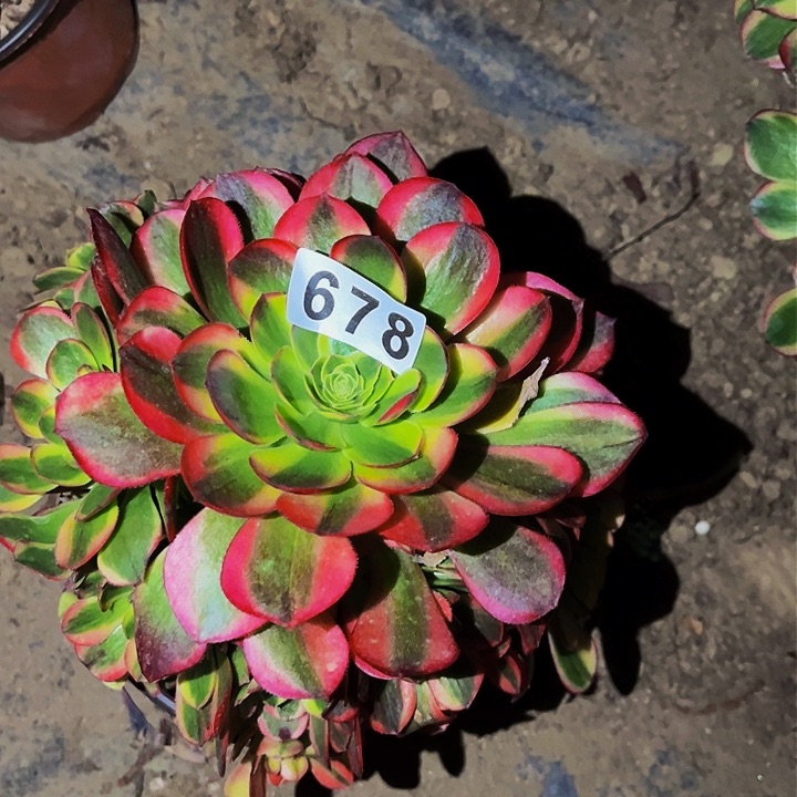 678奶白宽锦多肉植物处理不售后