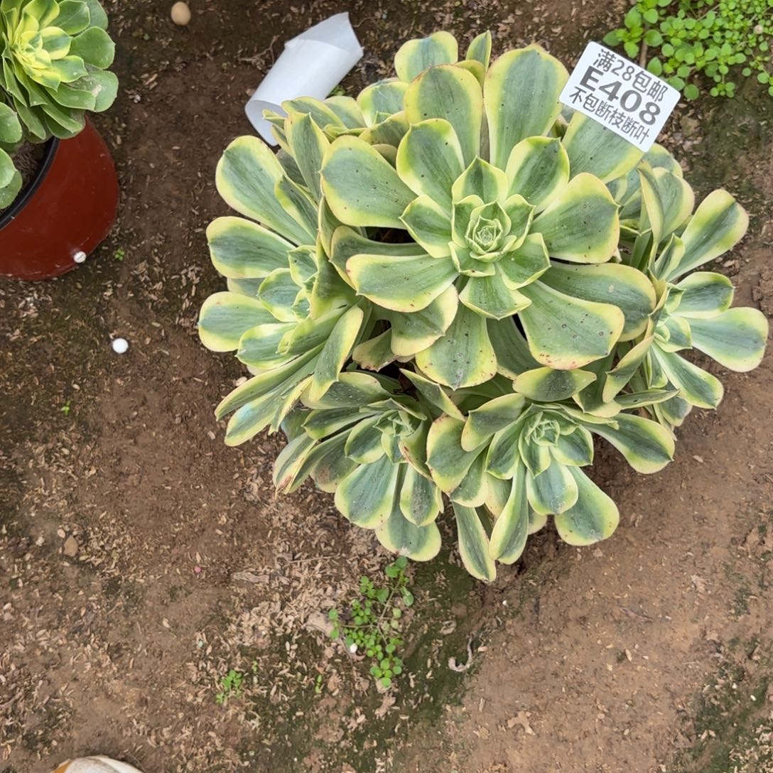 M. 408香炉盘白多肉1？ba