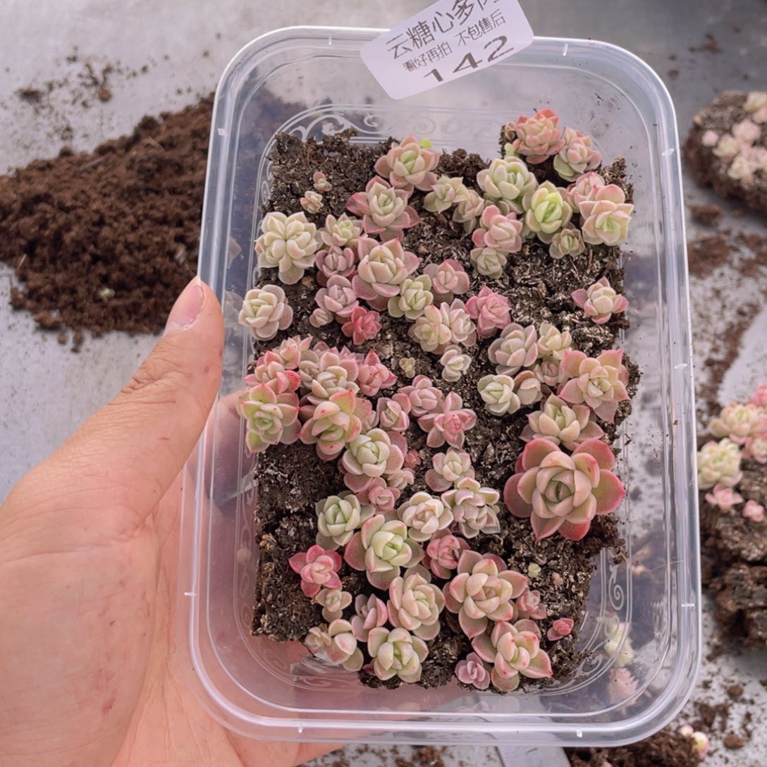 云糖心多肉植物142