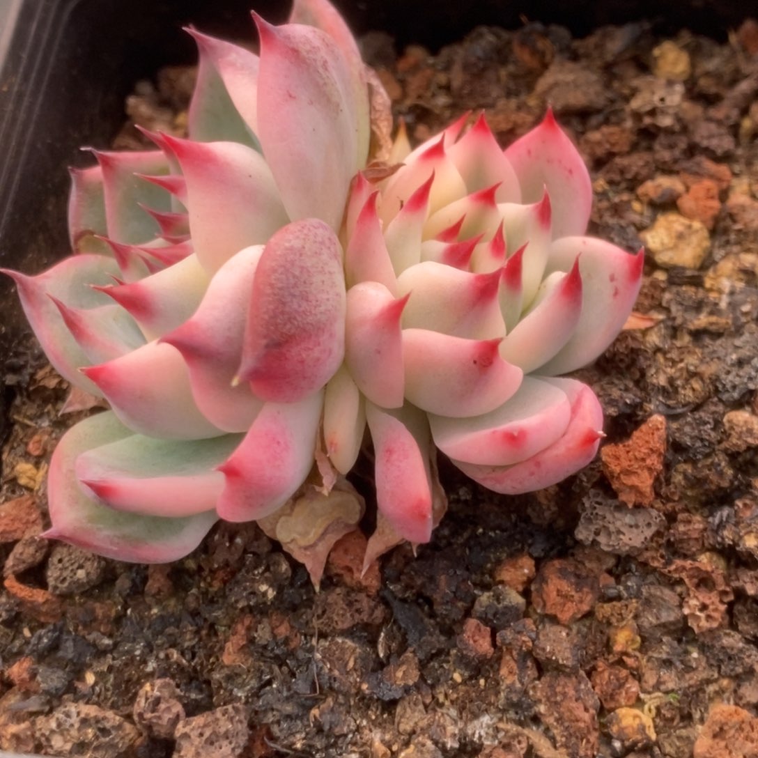 326锦锦锦锦锦锦锦锦