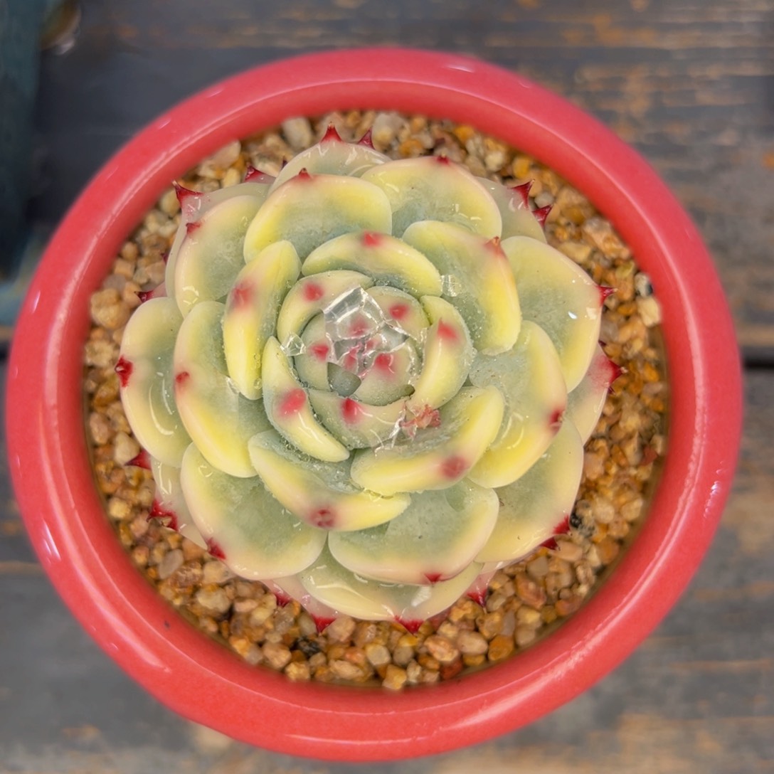 多肉一物一拍0420-吉娃娃锦