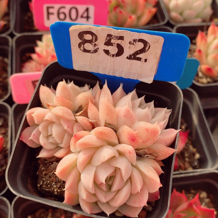 不知名7cm不包整群