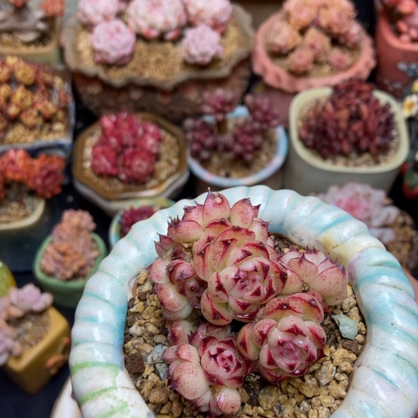 【闪购商品】麦秆群