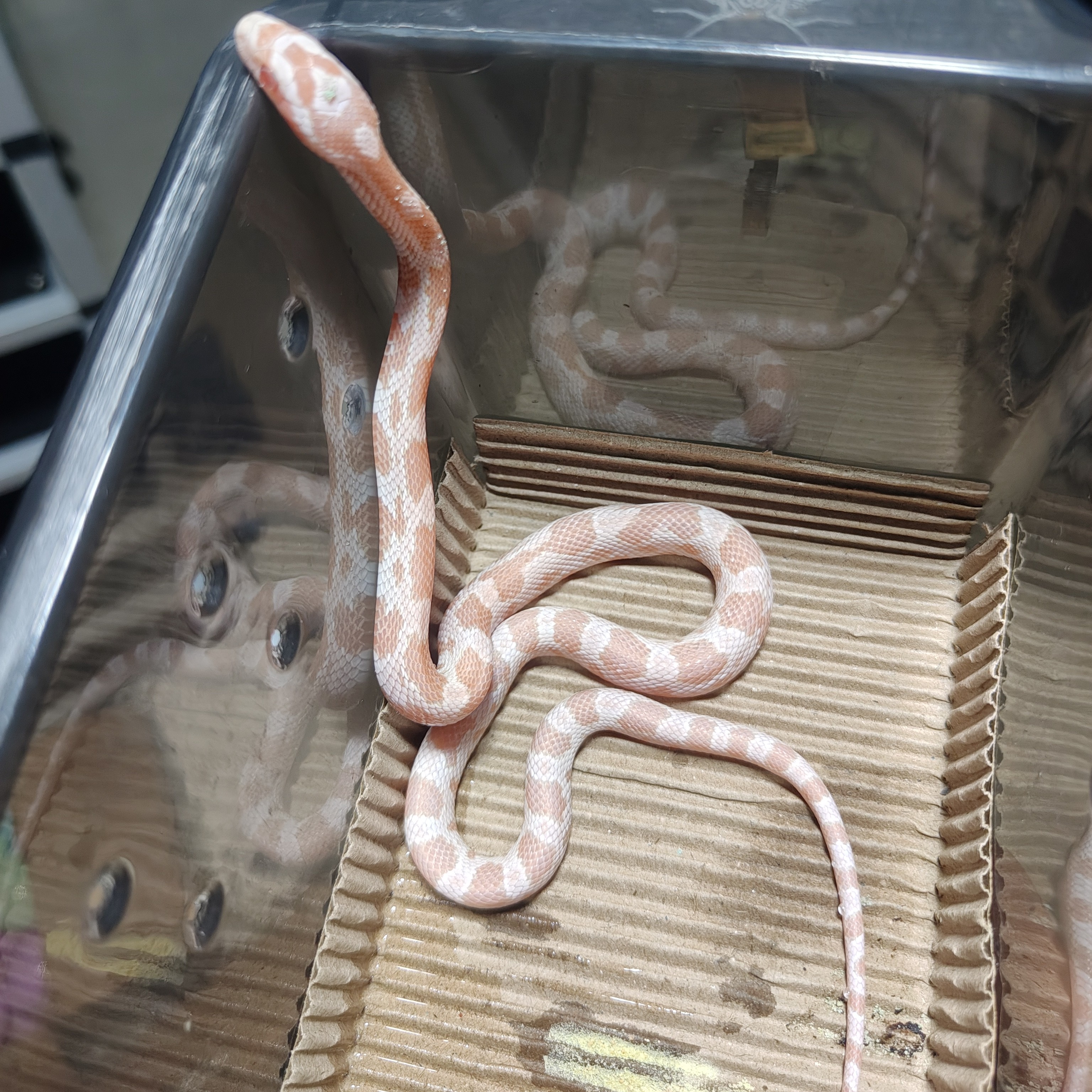 精品（三文鱼 ） 温顺可上手  包售后。包稳冻