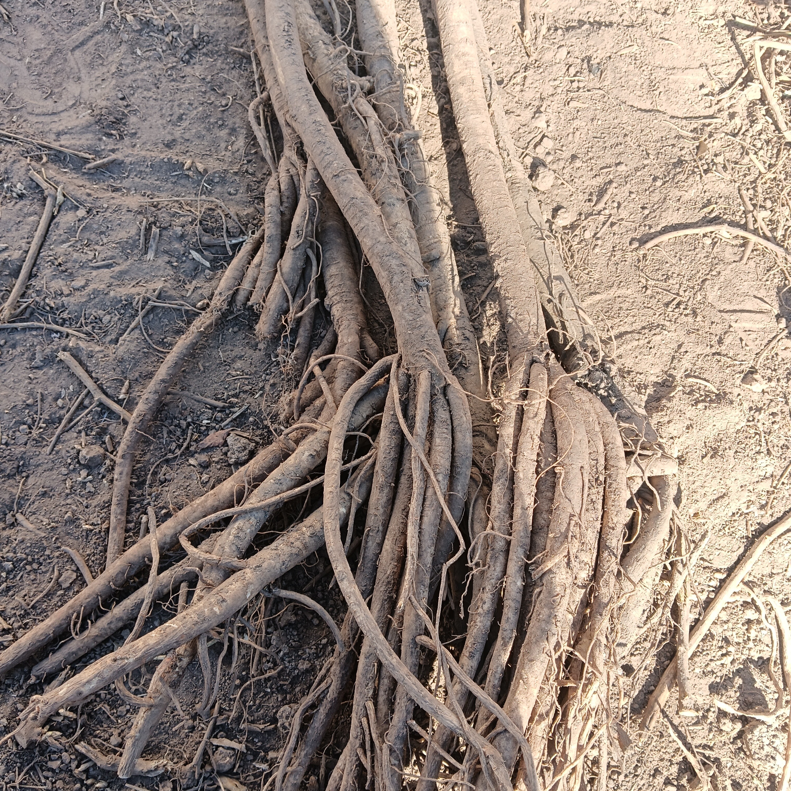 现挖黄芪整条煲汤炖肉泡水包邮