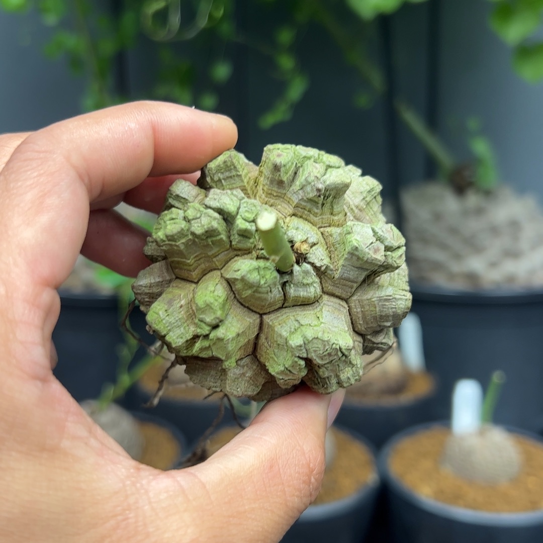 精品日系的龟甲龙3号