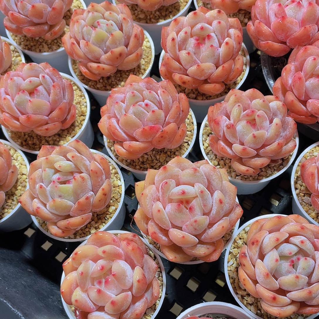 量拍66号 果冻韩版仙女橙单头5个