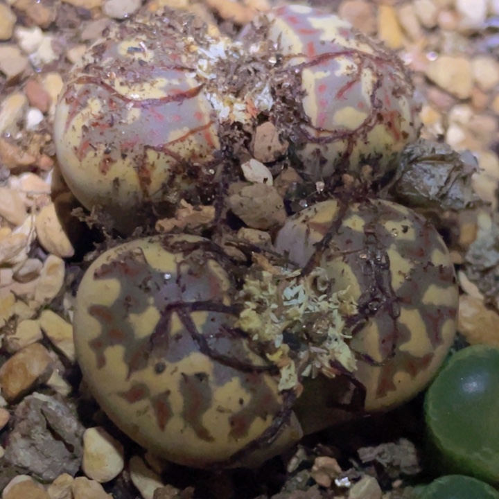 588998988988989989888