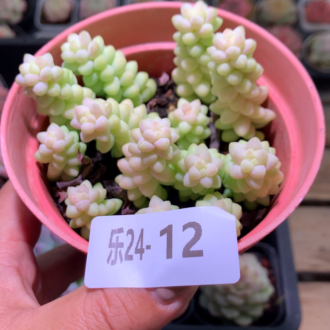 乐然24-12 玉缀群 