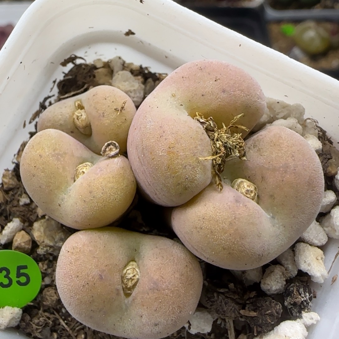 空卡佛群多肉植物735