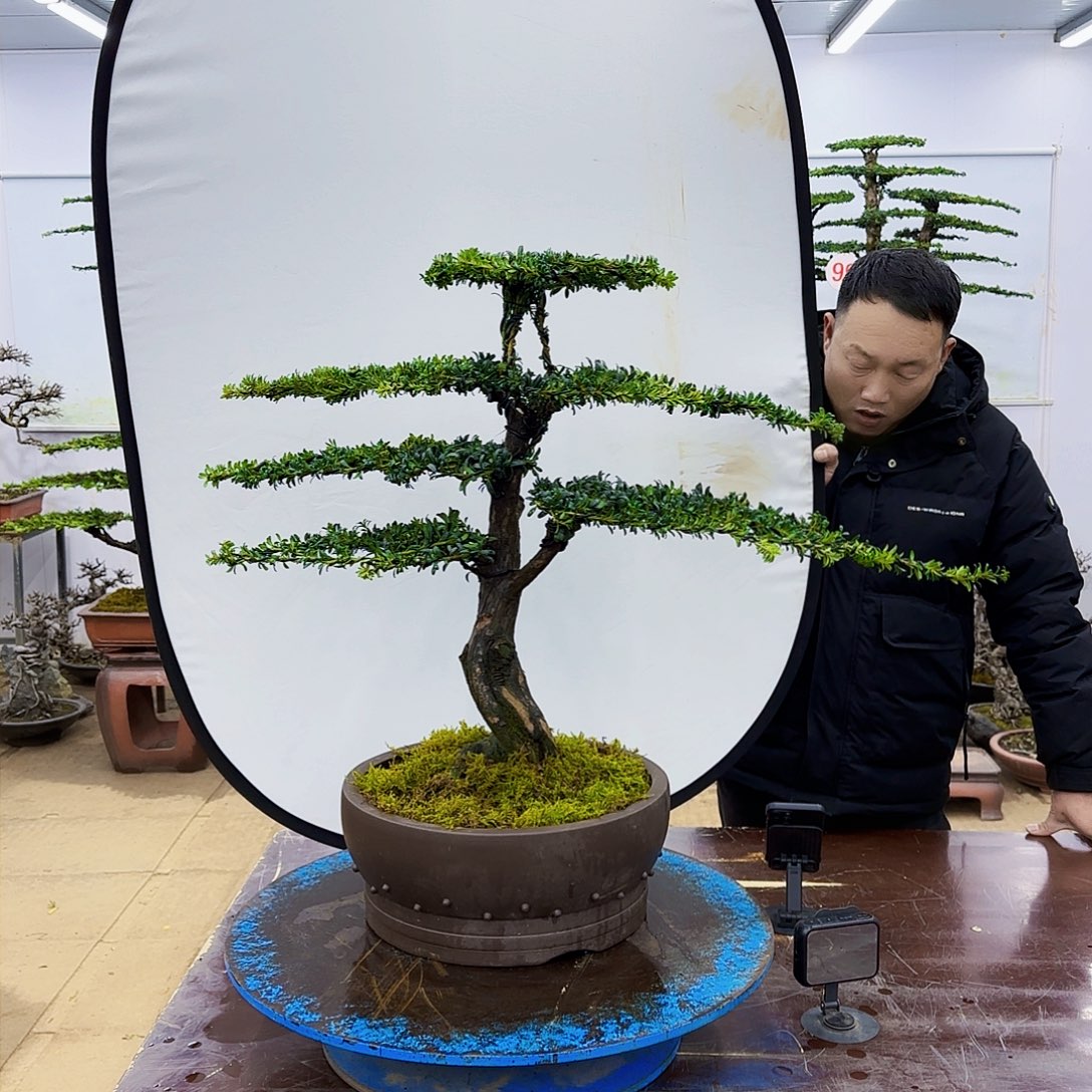 盆景欢迎大家一起来捡漏