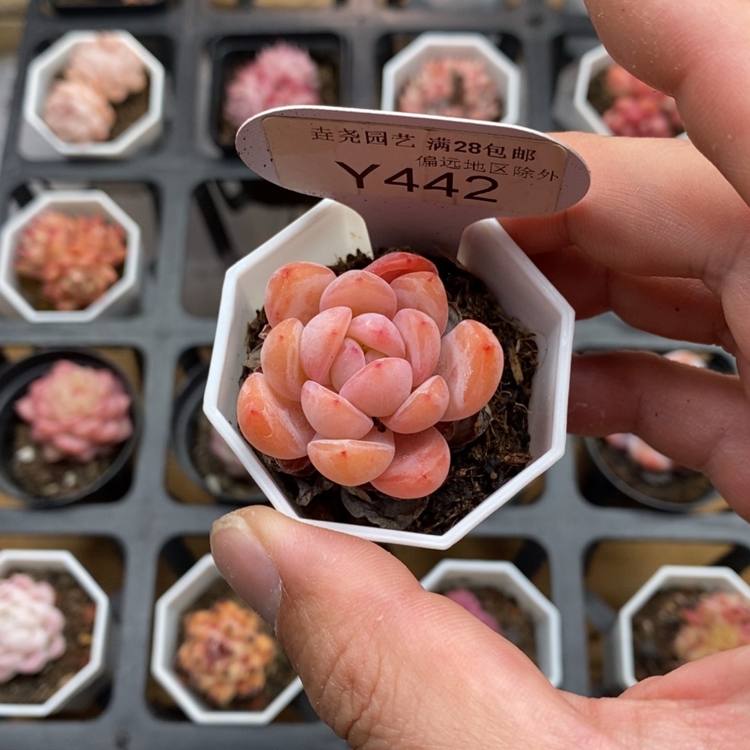 0442 全明星 3cm