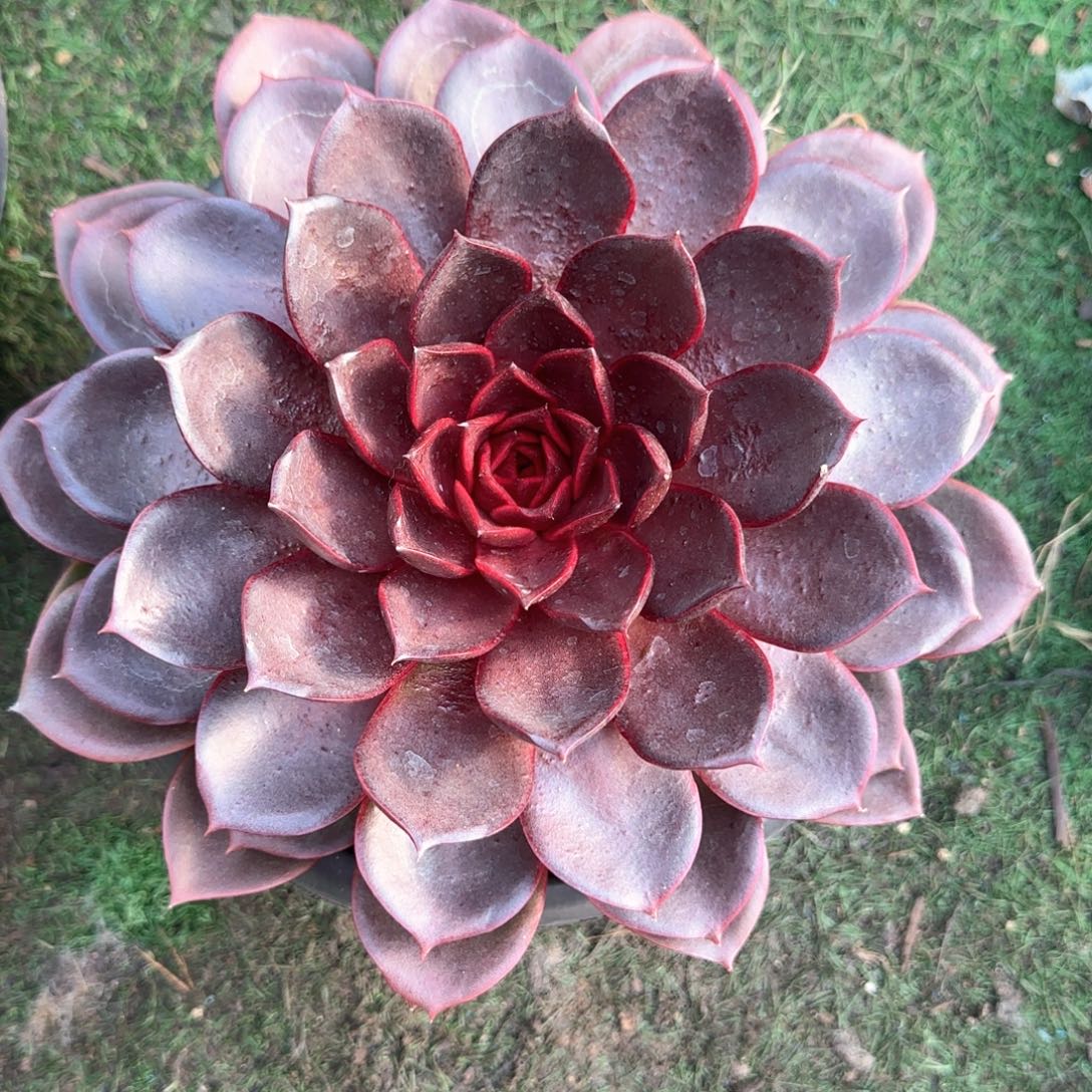 多肉植物多肉植物