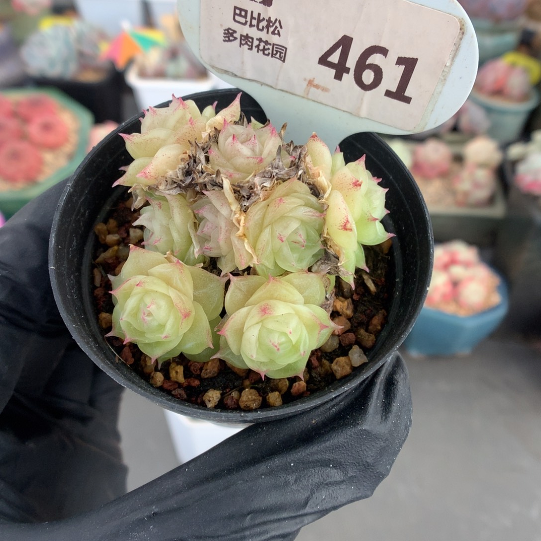 461 九头潘多拉多肉多肉