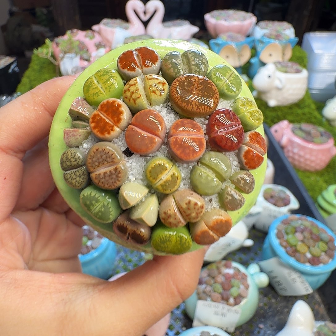 多肉植物的生长发育1209