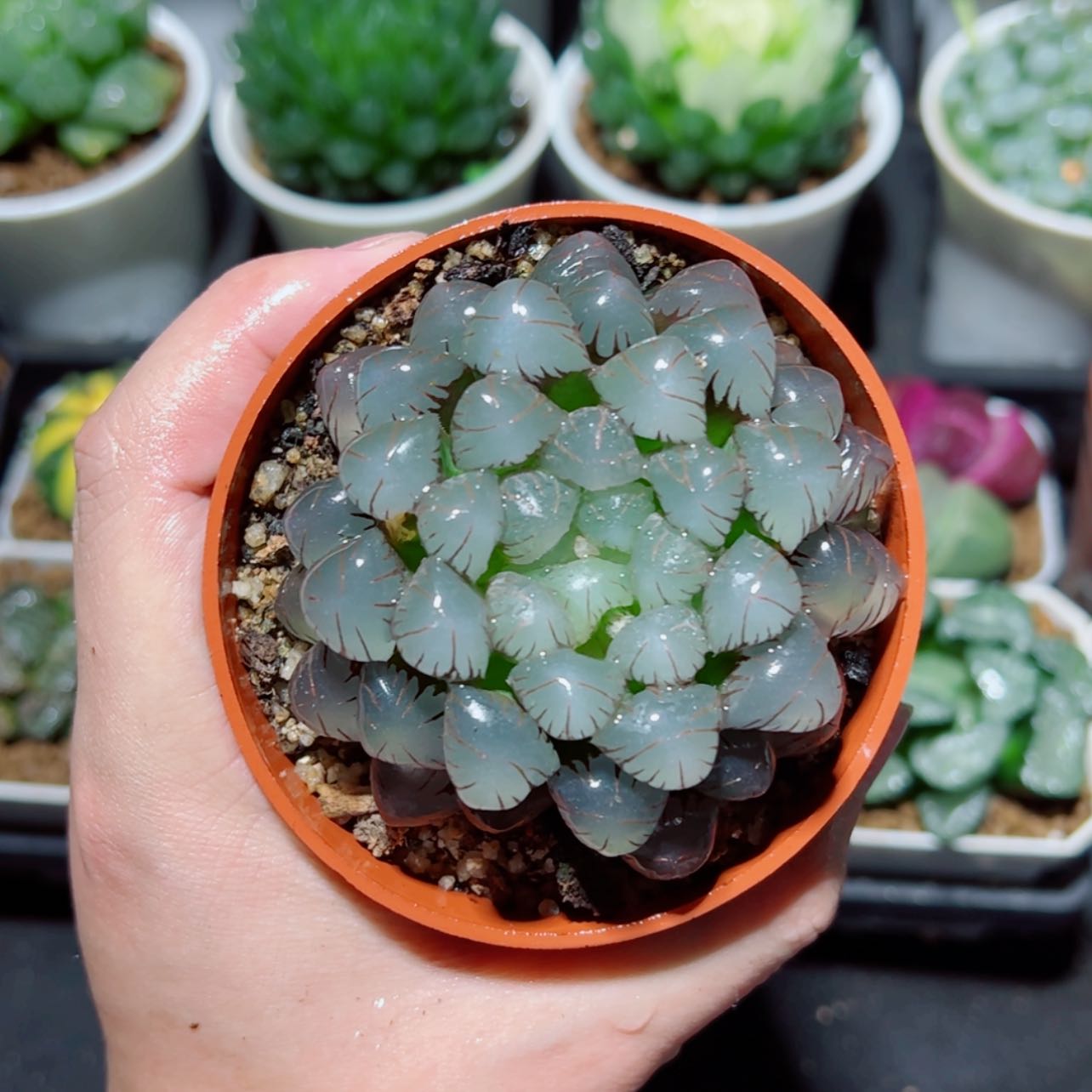 【闪购商品】指定大紫冰灯