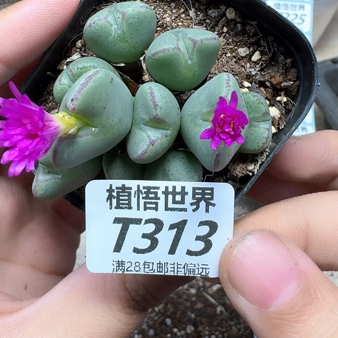 多肉植物的人生fgbb