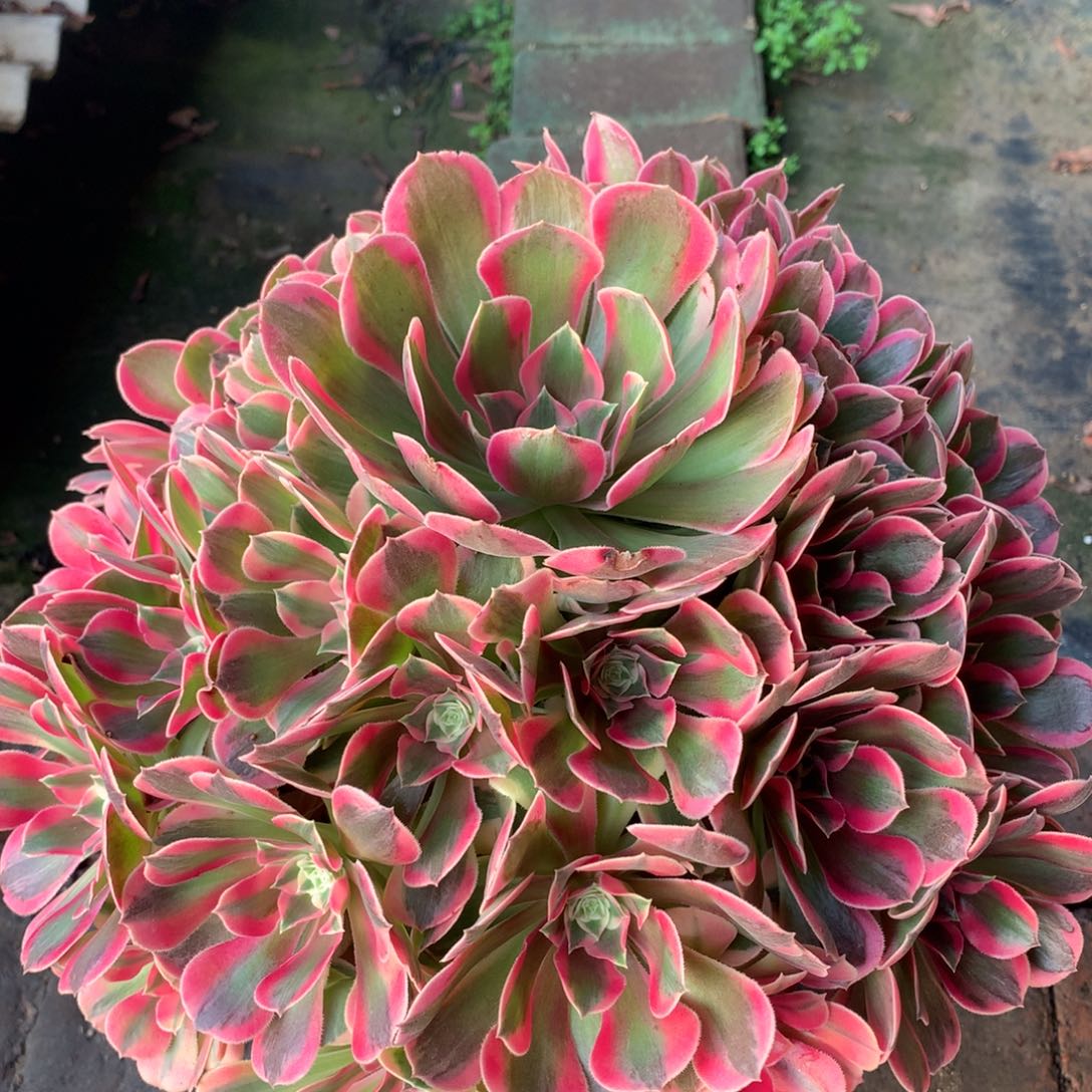 妖月捧花，多肉植物