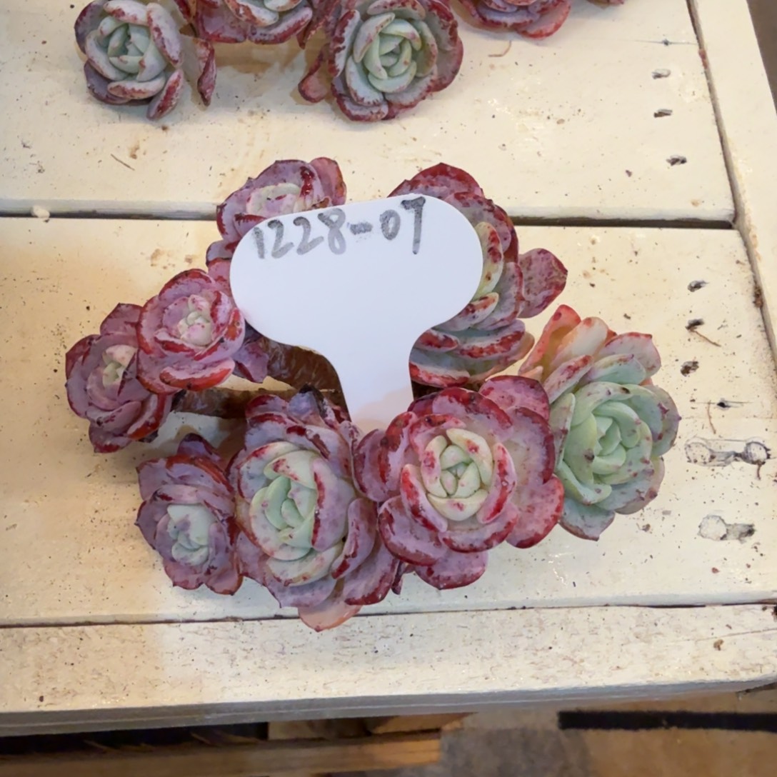 暴***茶1228-07勃朗峰有砍群一颗