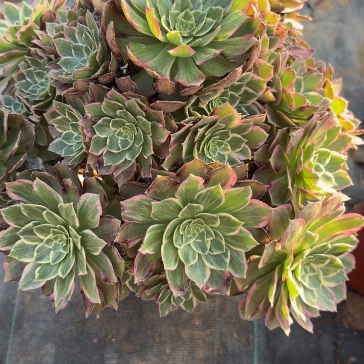 水蜜桃多肉法师不包损9